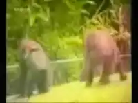 Вечнонедовольная обезьяна