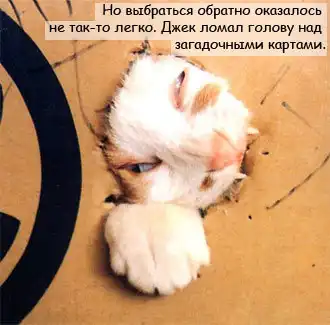 Коты-пираты Карибского моря