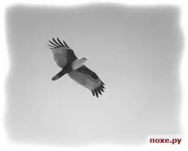 Freedom - there is life