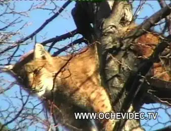 Дикиий кошак сбежал..