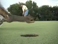 Белка убегает от птицы