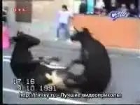 Столкновение быков