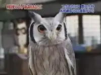 У совы классная реакция на испуг