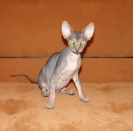 Лысые кошки для Bagira_kiss