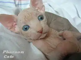 Лысые кошки для Bagira_kiss