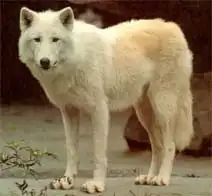 Канадский волк.