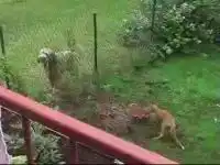 Собака и лисенок