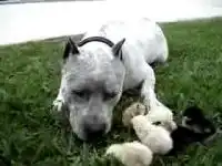 Собака и цыплята