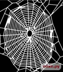 Интересный эксперимент с паучком
