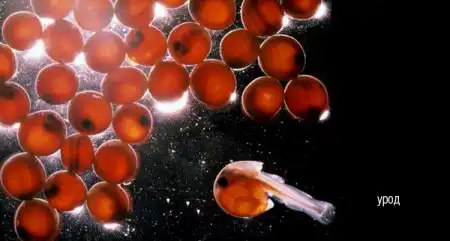 Философия мысли