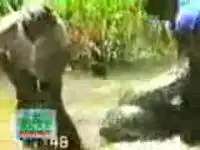 Анаконда против собаки