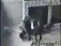 Змея против козла