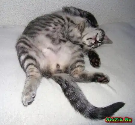 спящие-мурчашие