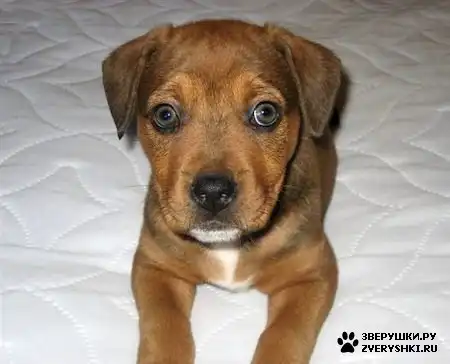 Бэйли - ротвейлер