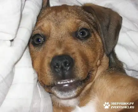 Бэйли - ротвейлер