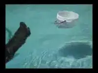 Котенок в воде