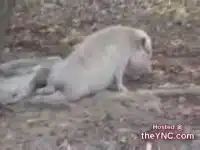 Озабоченная свинка