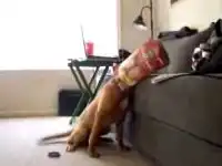 Собака надела коробку и не может снять