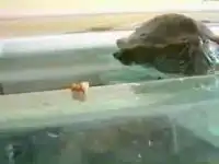 Черепашка дважды повелась на тот же прикол и упала в воду