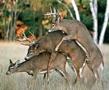 Животные2...