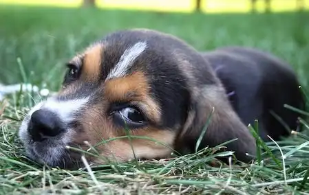 Красавец бигль :)