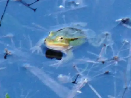 Лягушки в подмосковном водоеме