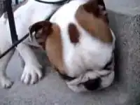 Бульдог любит арбуз