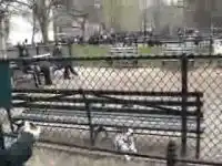 Классная собака