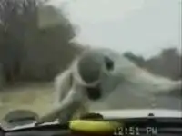 Обезьяна и банан