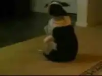 Смешная собака