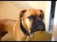 Смешной бульдог