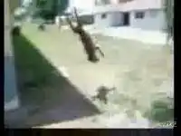 Собачка научилась делать сальто