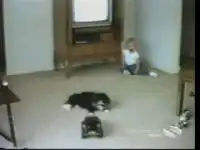 Приколы с котами