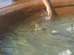 Ручной крокодил в Хабаровске (вроде как)