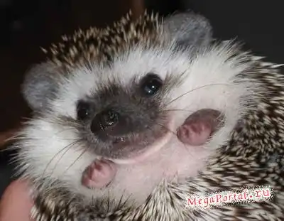 Колючий позитив