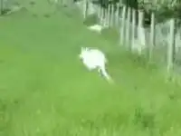 Редкий экземпляр. Кенгуру-альбинос