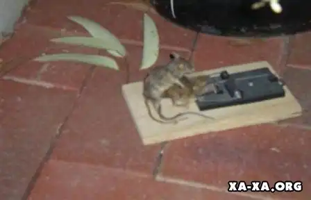 Просто подборко!