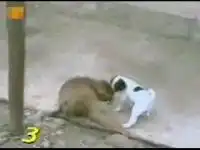 Хехе )) Какой маленький