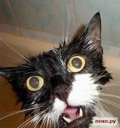 Заряд паzZитива на новую неделю