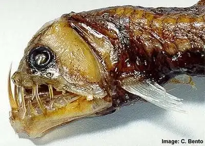 Жуткие обитатели морских глубин