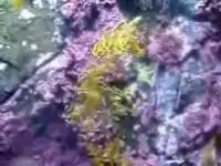 Непонятно, это рыба или водоросли