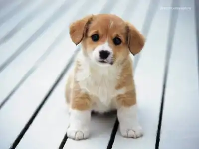 Щенята! 23 картинки