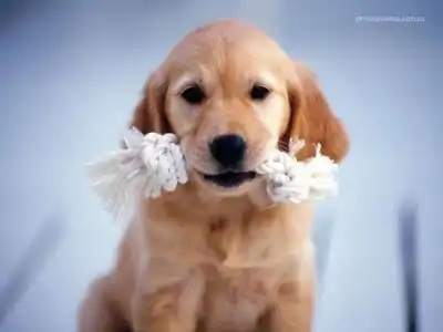 Щенята! 23 картинки