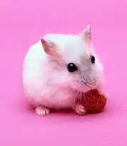 От самцов умнеют: гормоны стимулируют мозг