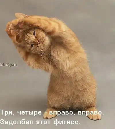 О чем думают коты. Продолжение