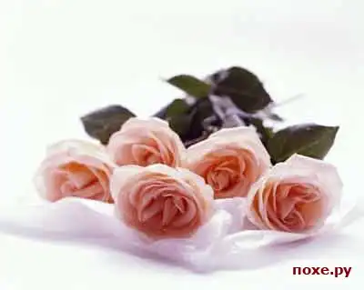 ...Дорогие девушки это для вас...