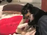 Собака и вибратор