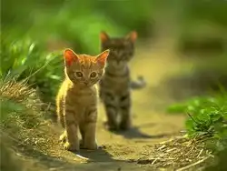 Немного позитива. Классные котята