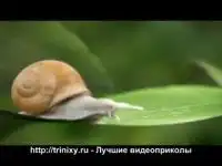 Улитка-трансформер