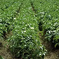 происхождение картофеля